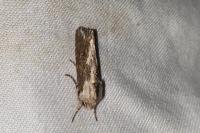 Egira conspicillaris