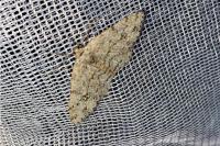Ectropis crepuscularia