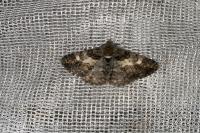 Cleora cinctaria