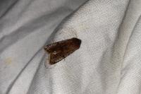 Orthosia incerta