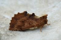 Ptilodon capucina