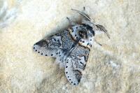 Furcula furcula