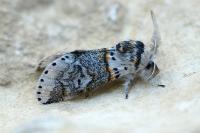 Furcula furcula