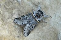 Furcula furcula