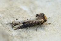 Axylia putris
