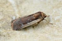 Ochropleura plecta
