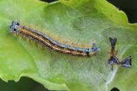 Malacosoma neustria