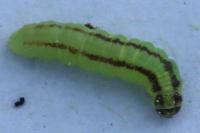 Acrobasis advenella