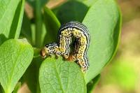 Arichanna melanaria
