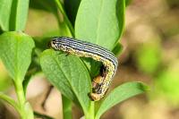 Arichanna melanaria