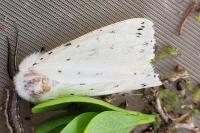 Spilosoma lubricipeda