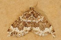 Lampropteryx suffumata