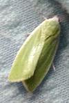 Earias clorana