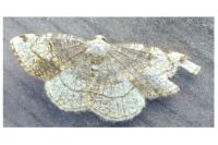 Stegania trimaculata