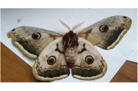 Saturnia pyri