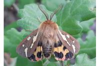 Arctia testudinaria