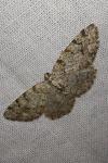 Aethalura punctulata