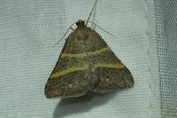 Perigune narbonea