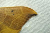 Watsonalla binaria