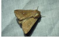 Mythimna albipuncta