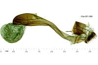 Cleta filacearia