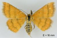 Cleta filacearia