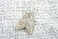 Nola thymula thymula