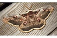 Saturnia pyri