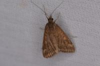 Pyrausta despicata