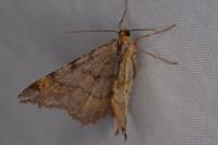 Macaria liturata