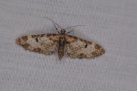Eupithecia irriguata