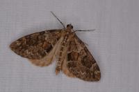 Thera britannica/variata