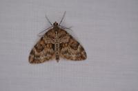 Thera britannica/variata