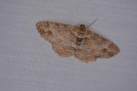 Paradarisa consonaria