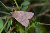 Orthosia cerasi