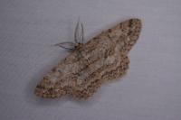 Hypomecis punctinalis