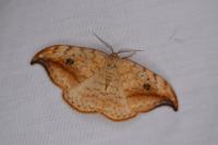Drepana falcataria