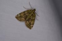 Chloroclysta siterata