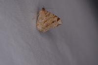 Macaria notata