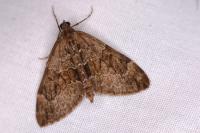 Thera obeliscata