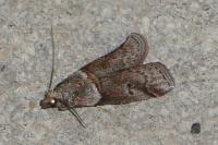 Acrobasis obliqua