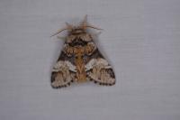 Drymonia dodonaea