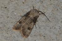 Agrotis puta