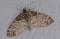 Lobophora halterata