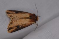 Axylia putris