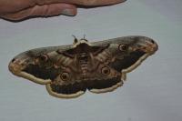 Saturnia pyri