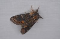 Notodonta dromedarius
