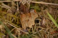 Selenia lunularia