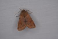 Orthosia cerasi