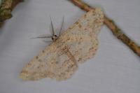 Hypomecis punctinalis